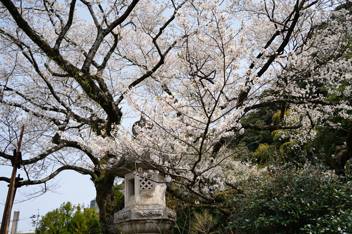 鵜飼桜