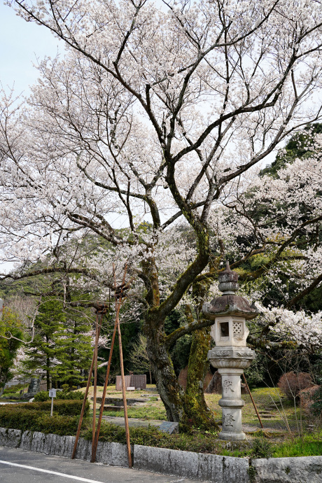 鵜飼桜