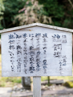 鵜飼桜駒札