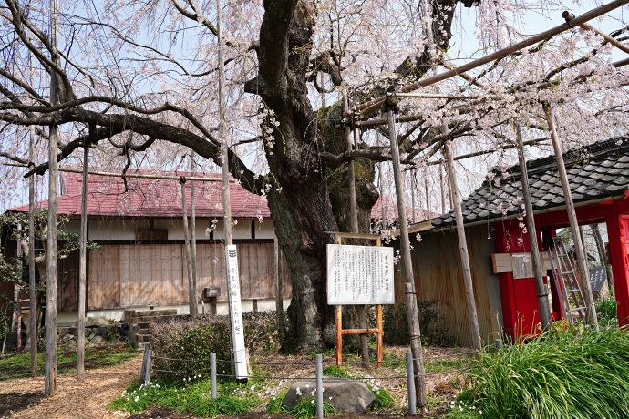 雲上の桜