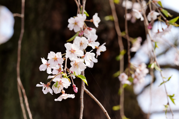 雲上の桜