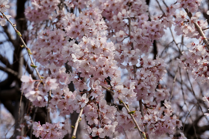 雲上の桜