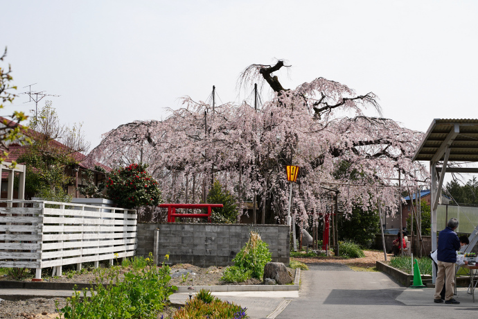 雲上の桜