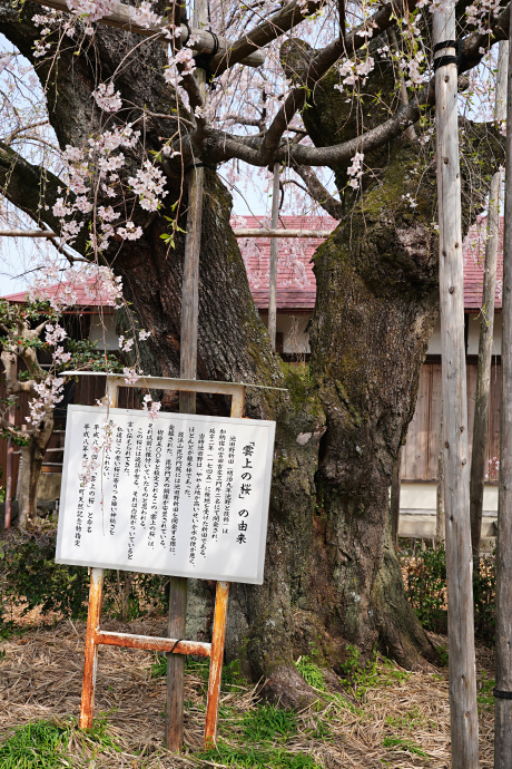 雲上の桜