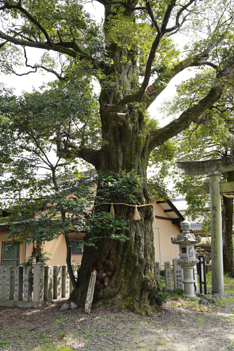 若江神社のシイノキ