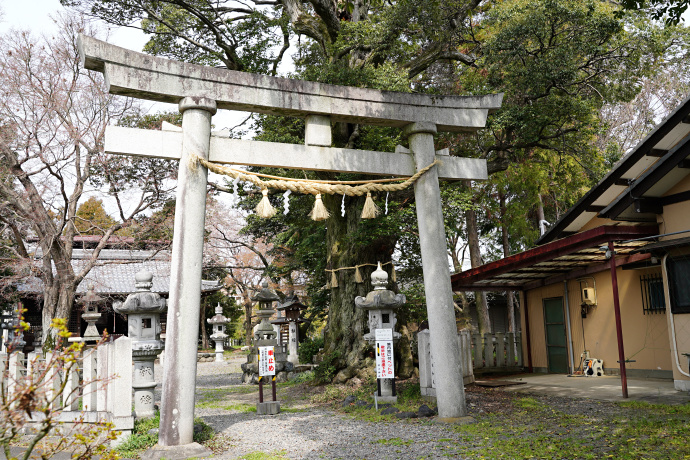 若江神社のシイノキ