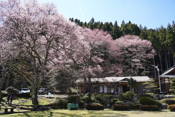 薬師様のサクラ