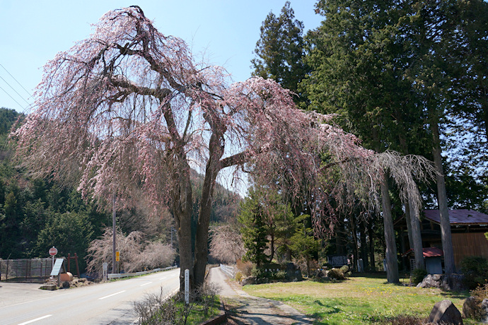 薬師堂の枝垂れ桜