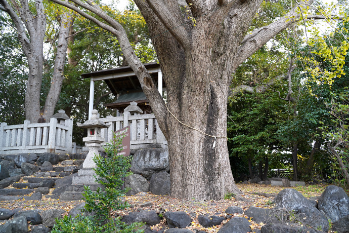 山崎八幡神社のイチョウ