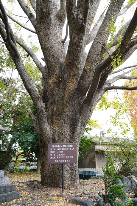 山崎八幡神社のイチョウ