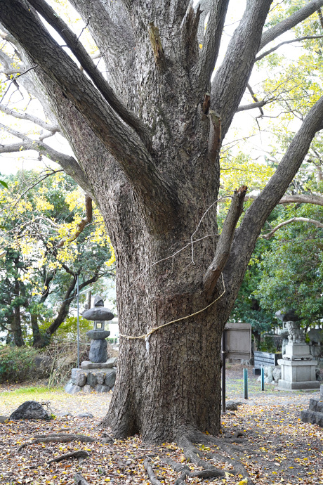 山崎八幡神社のイチョウ