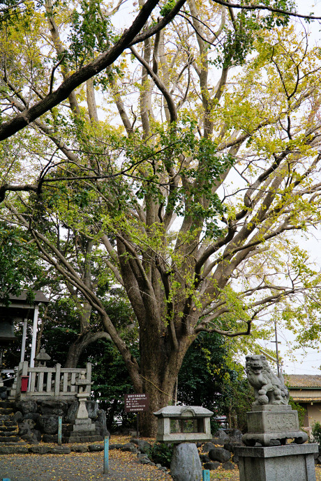 山崎八幡神社のイチョウ