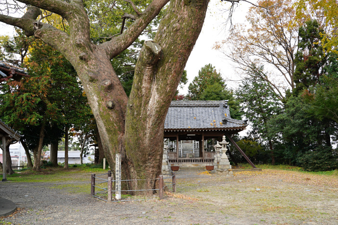 四郷神明神社のムクノキ