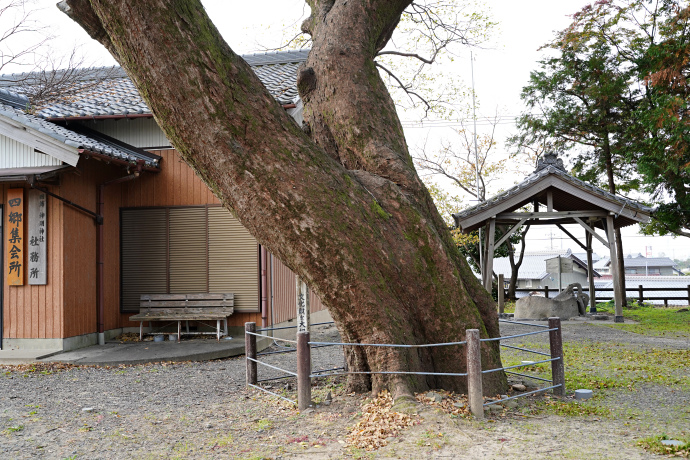 四郷神明神社のムクノキ