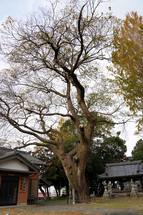 四郷神明神社のムクノキ