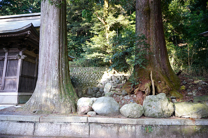 湯葉神社のスギ
