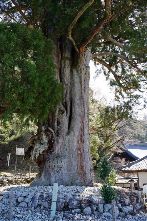 禅昌寺の大スギ