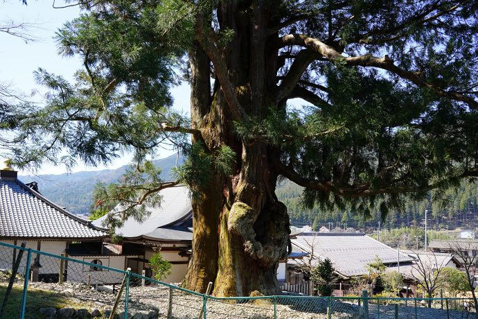 禅昌寺の大スギ