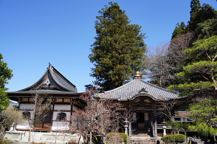 禅昌寺の大スギ