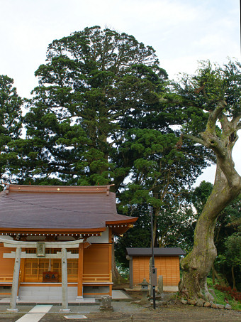 子神社と宝永のスギ