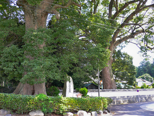 本覚寺の大クス・２樹