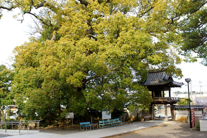 西光寺の大樟