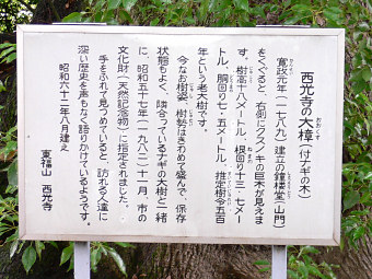 西光寺の大楠説明板