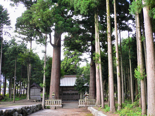 棚頭産神社の二本杉