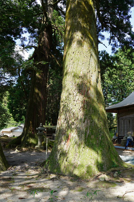 相寺白鳥神社のスギ（右）