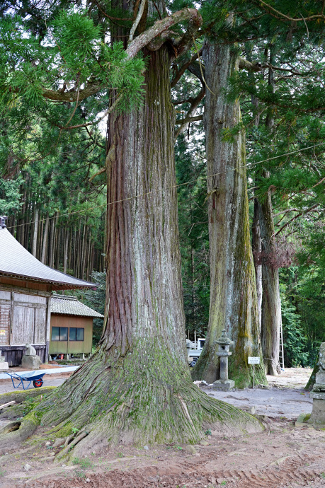 相寺白鳥神社のスギ（左）