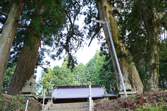 相寺白鳥神社のスギ