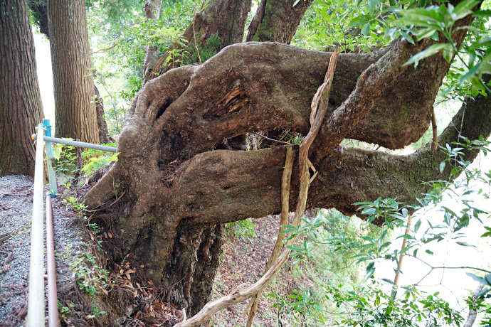 赤羽根天神社のアカガシ