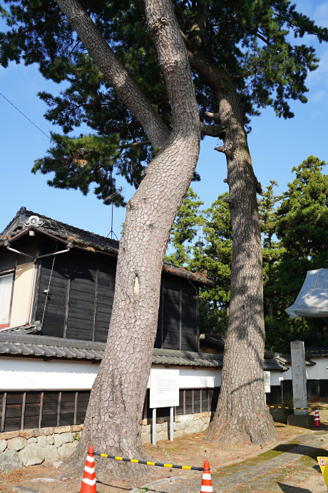 永住寺のクロマツ