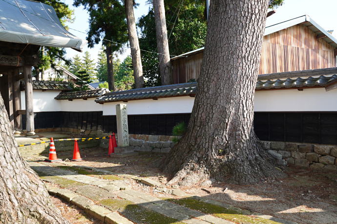 永住寺のクロマツ