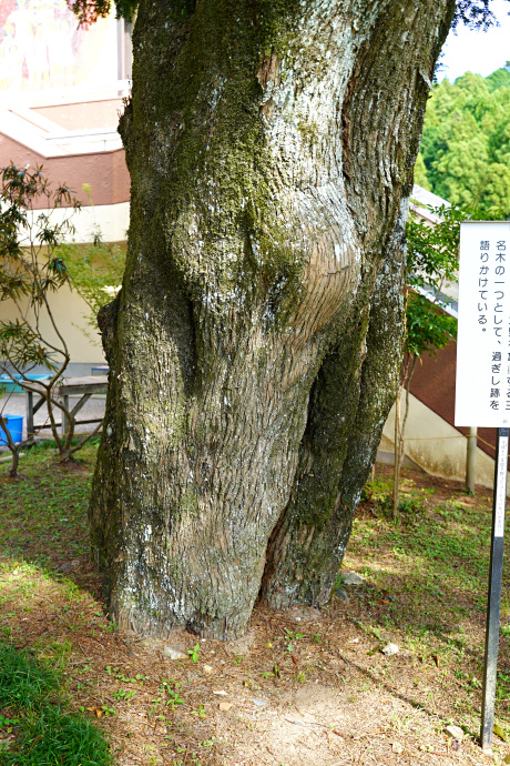 永明庵跡のカヤの大木