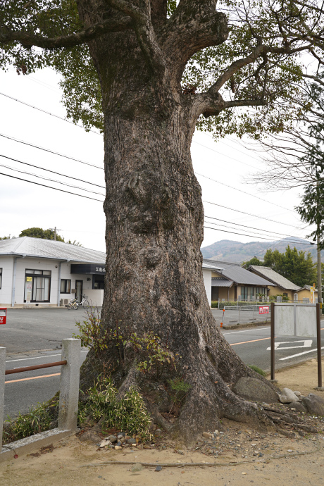 江島神社のクスノキ