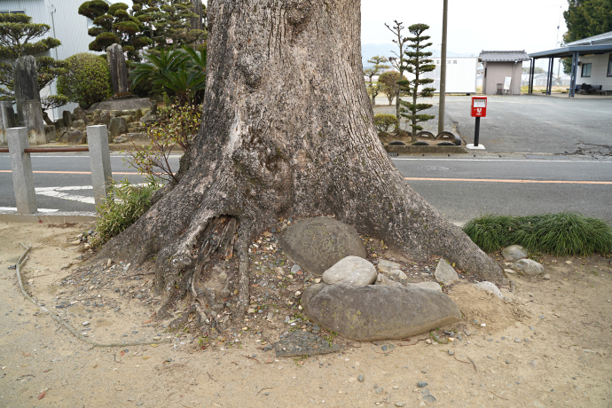 江島神社のクスノキ