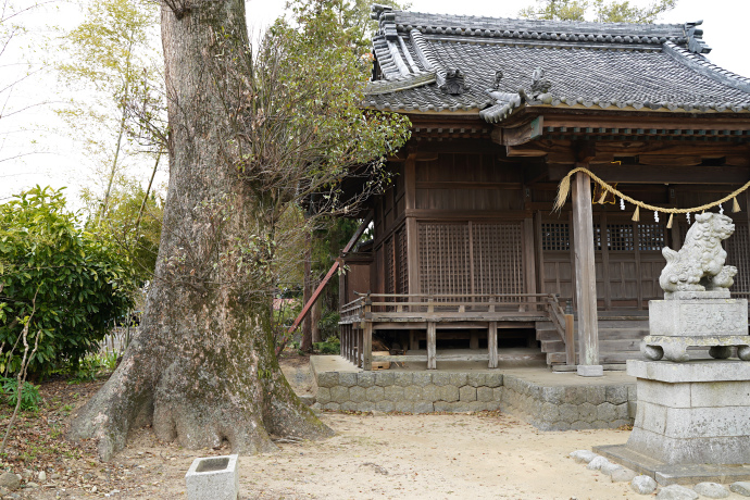 江島神社拝殿とクス