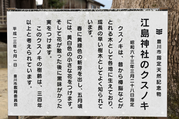江島神社のクスノキ説明板