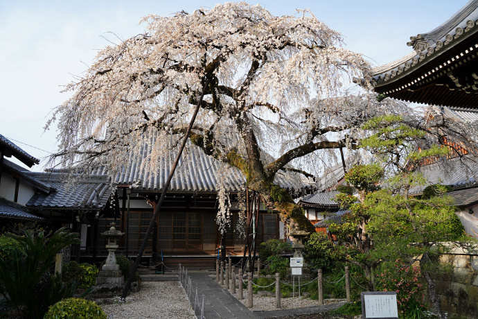 円明寺の枝垂れ桜