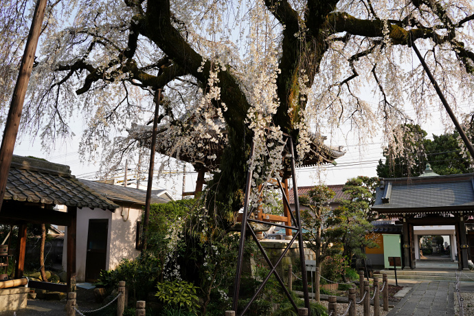 円明寺の枝垂れ桜