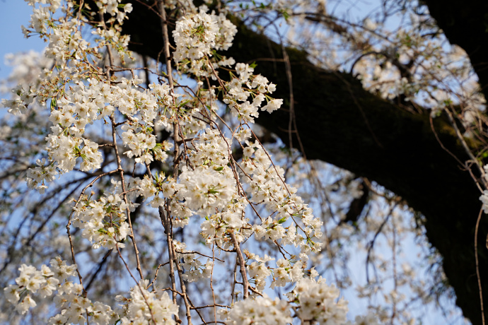 円明寺の枝垂れ桜