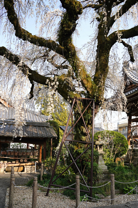 円明寺の枝垂れ桜