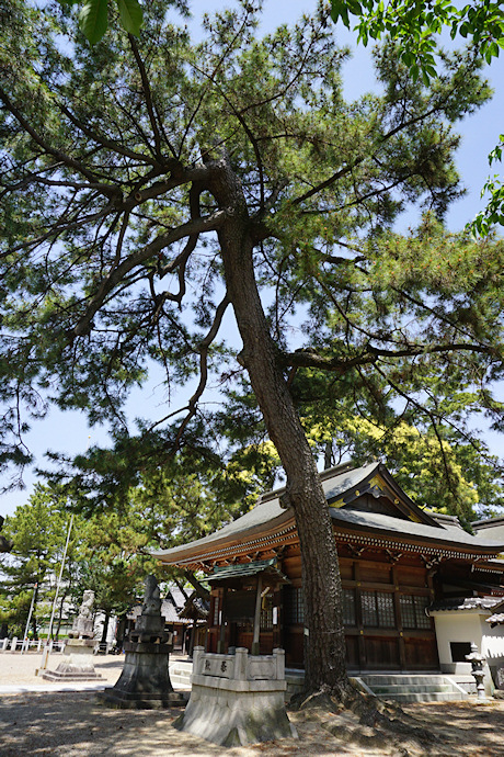 榎前八剱神社のクロマツ