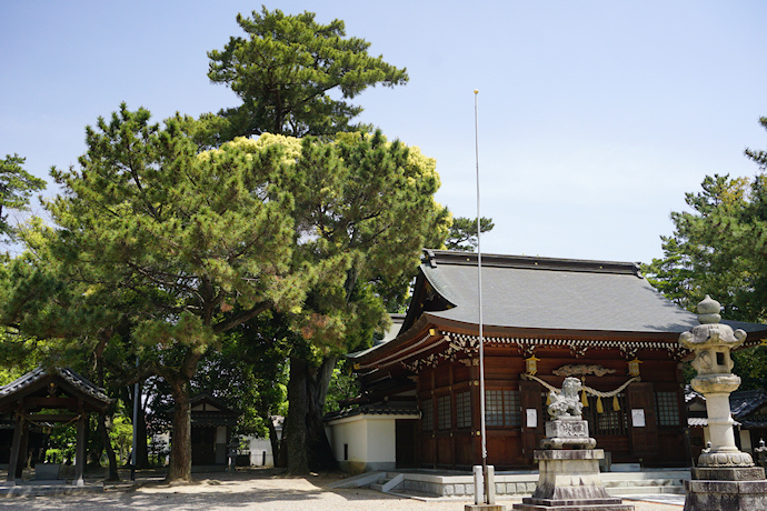 榎前八剱神社とシイノキ
