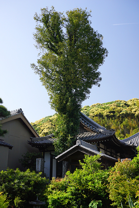 円融寺の大ナギ