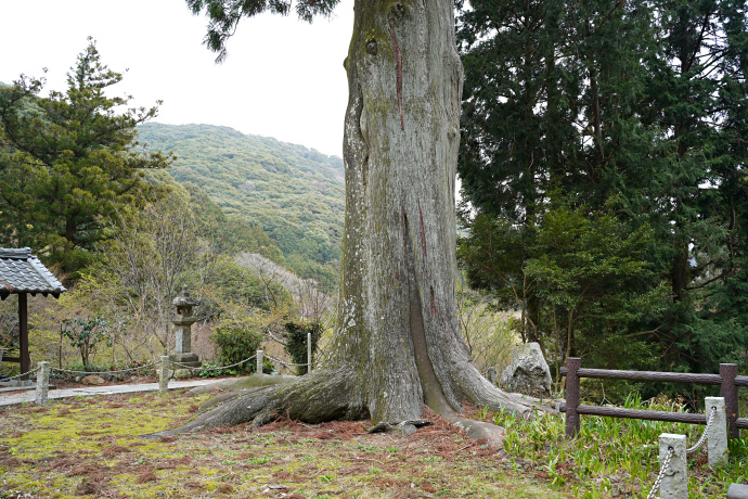 普門寺の大杉