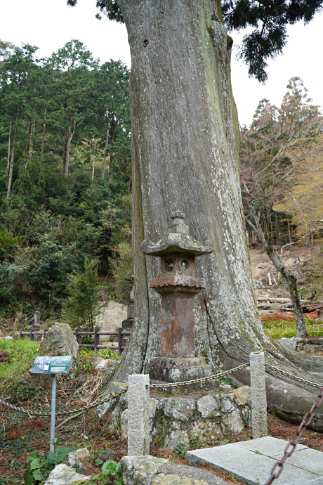 普門寺の大杉