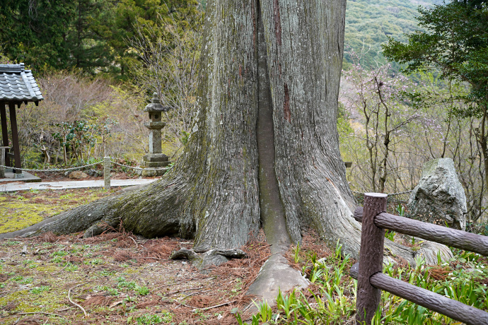 普門寺の大杉