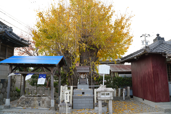 舟入中部神明社のイチョウ